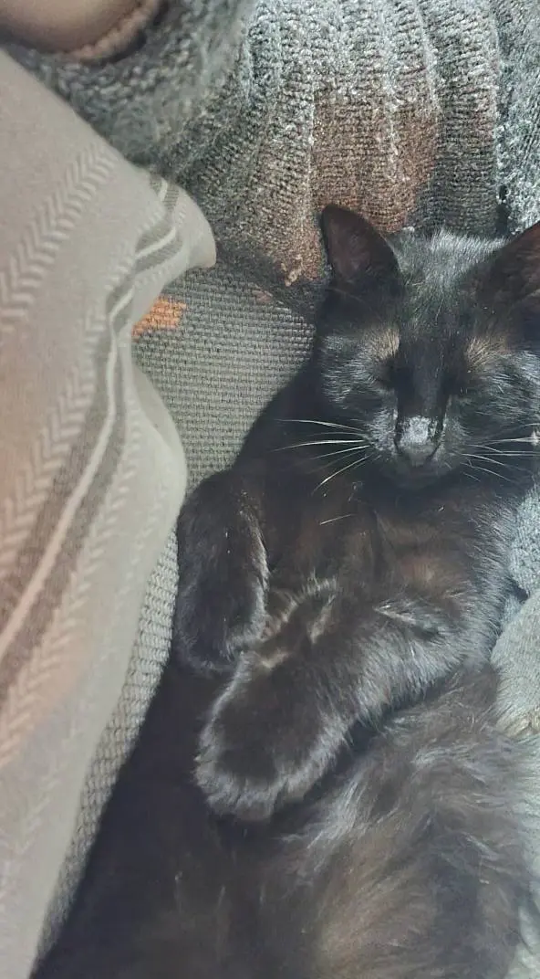 gatto lost   35010 Campodoro Jac