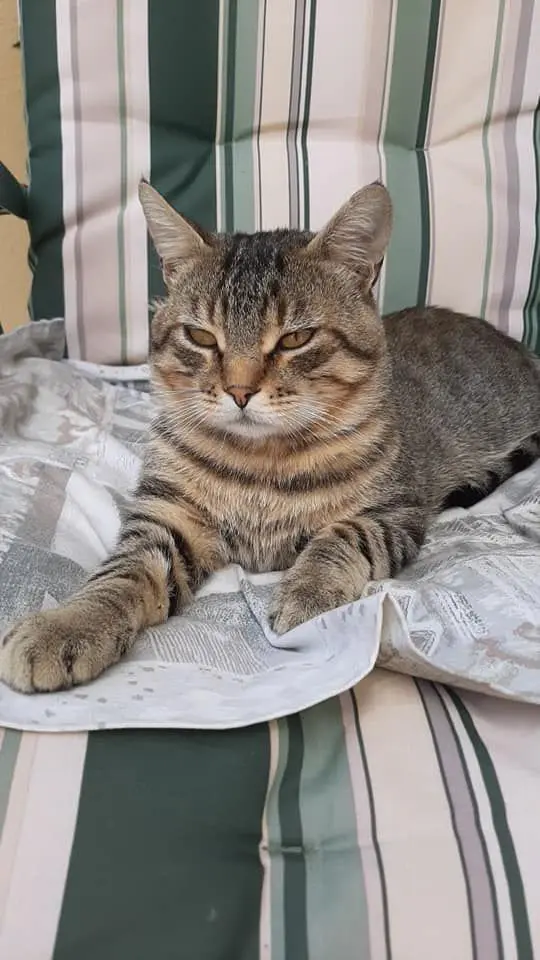 gatto lost   35010 Curtarolo Lince