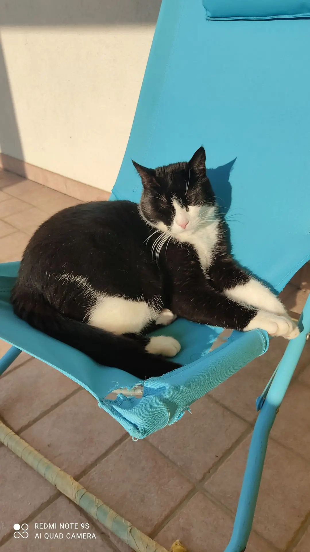 gatto lost   35020 Albignasego Macchia