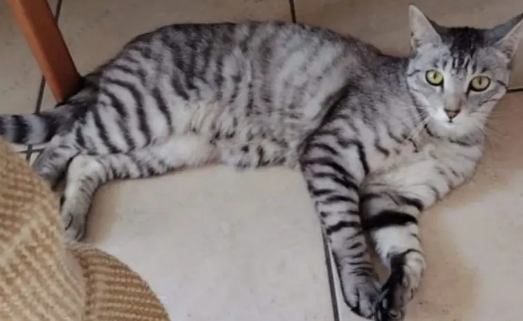 gatto lost   35020 Sant'Angelo di Piove di Sacco Merlino