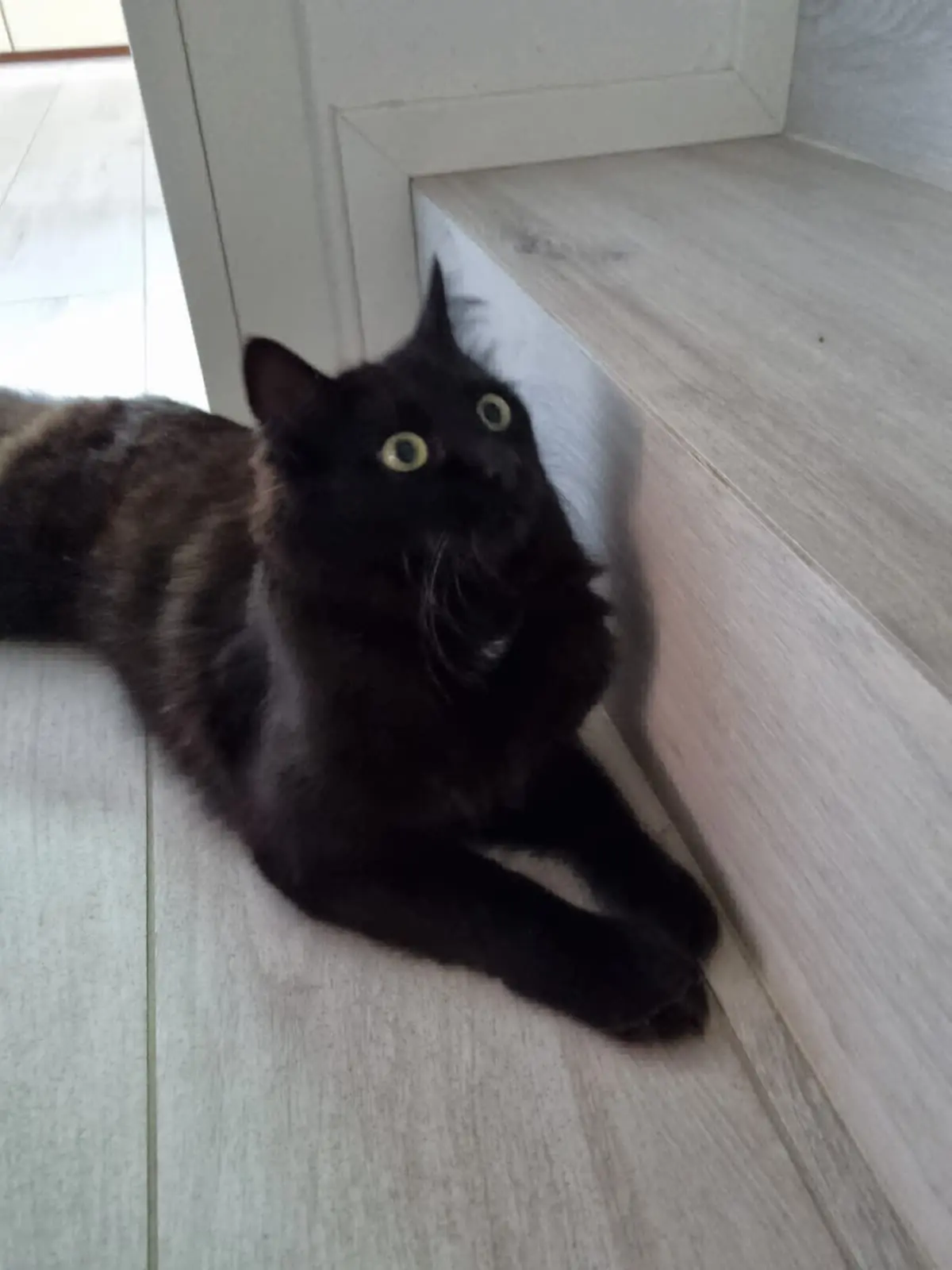 gatto lost   35010 Vigodarzere Mitch