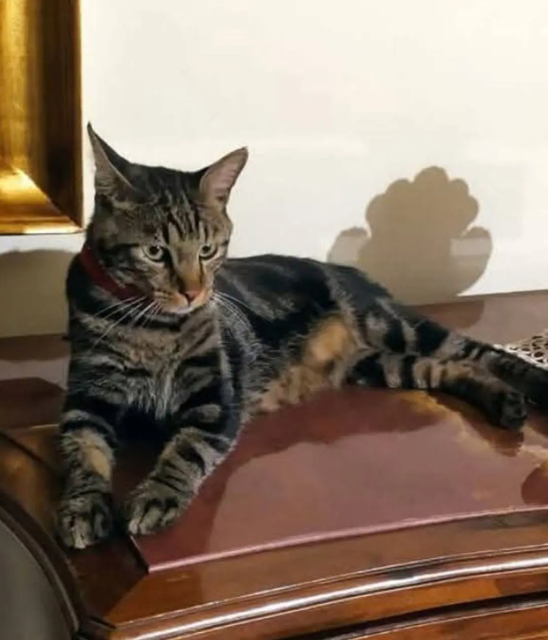 gatto lost  Via degli Alpini 35028 Piove di Sacco Neo