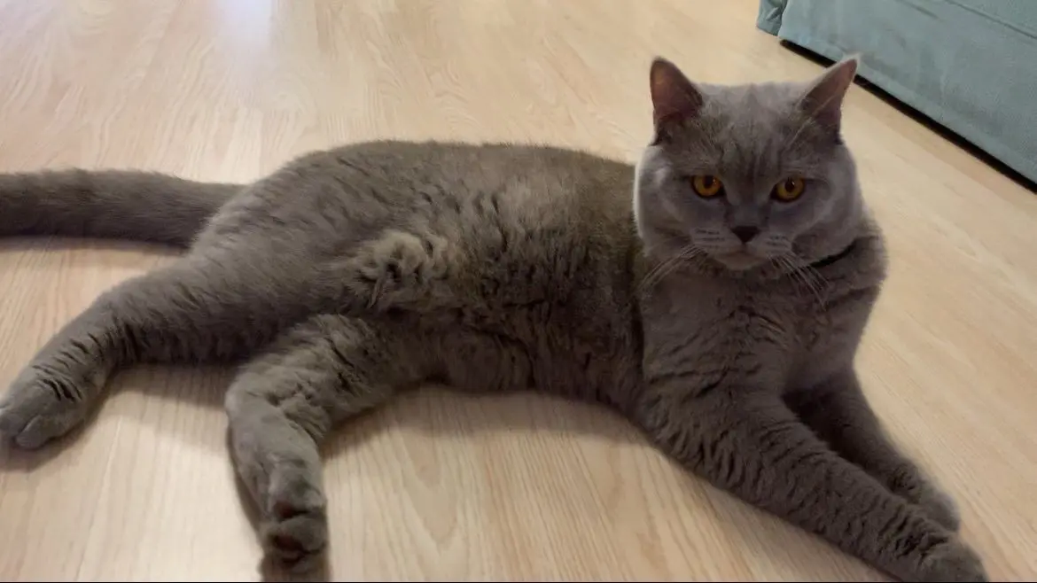 gatto lost   35010 Vigonza Paco