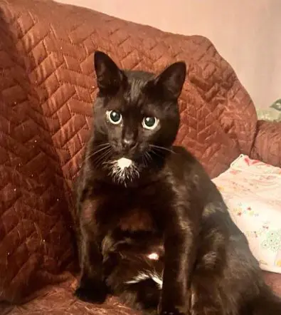 gatto lost   35121-35143 Padoue Haru