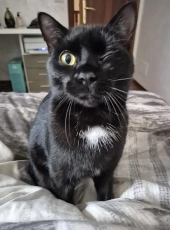 gatto lost   35121-35143 Padoue Micio