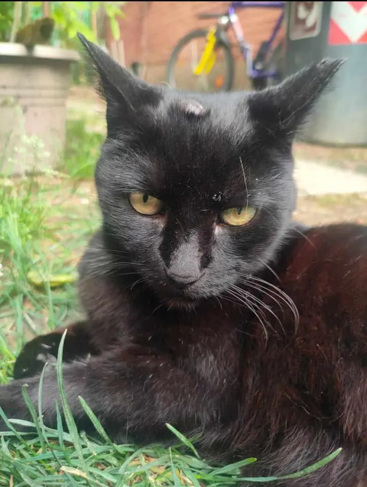 gatto lost   35121-35143 Padoue Non lo so