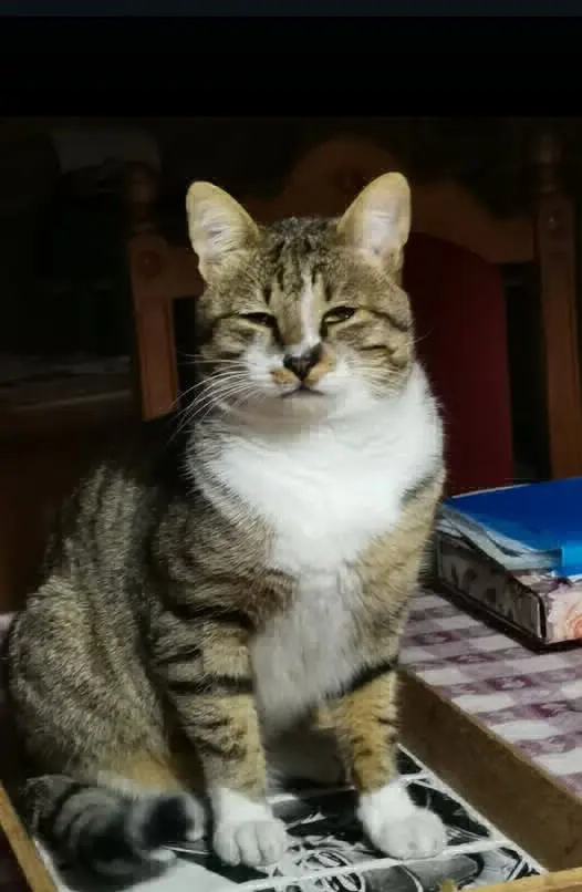 gatto lost   35030 Selvazzano Dentro Pepe