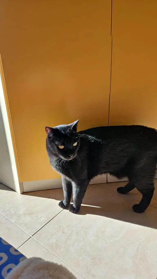 gatto lost   35031 Abano Terme Zorro