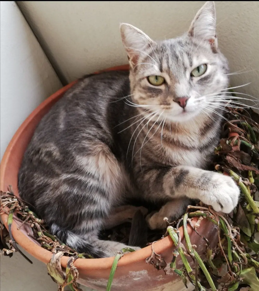 gatto lost   35121-35143 Padova Chico