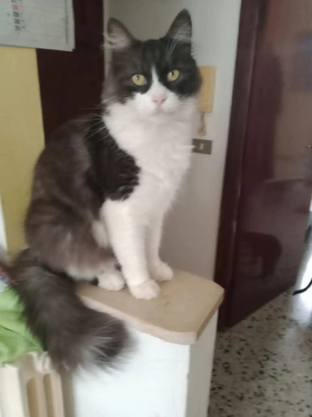 gatto lost 34 Via Caduta del Forte 65121 Pescara Chicco