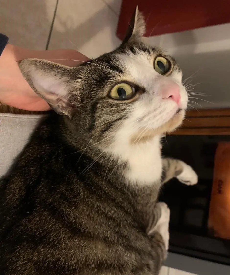 gatto lost   06019 Umbertide Annibale