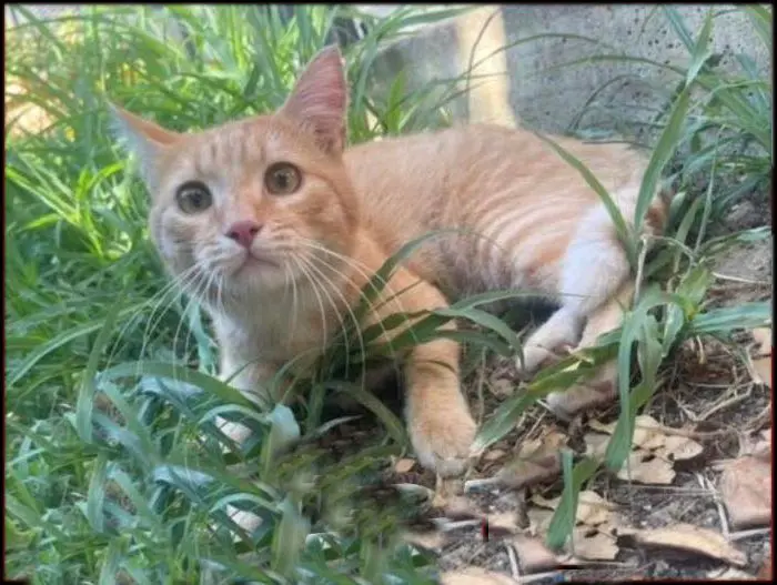 gatto lost   06053 Deruta Aslan