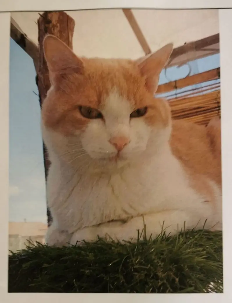 gatto lost   06016 San Giustino Bisou