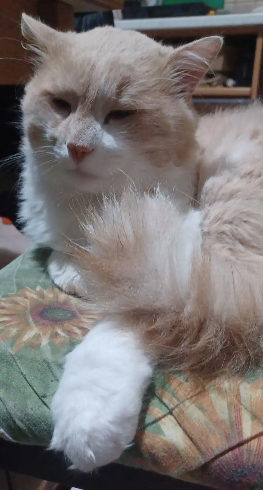 gatto lost   06081 Assise Bri