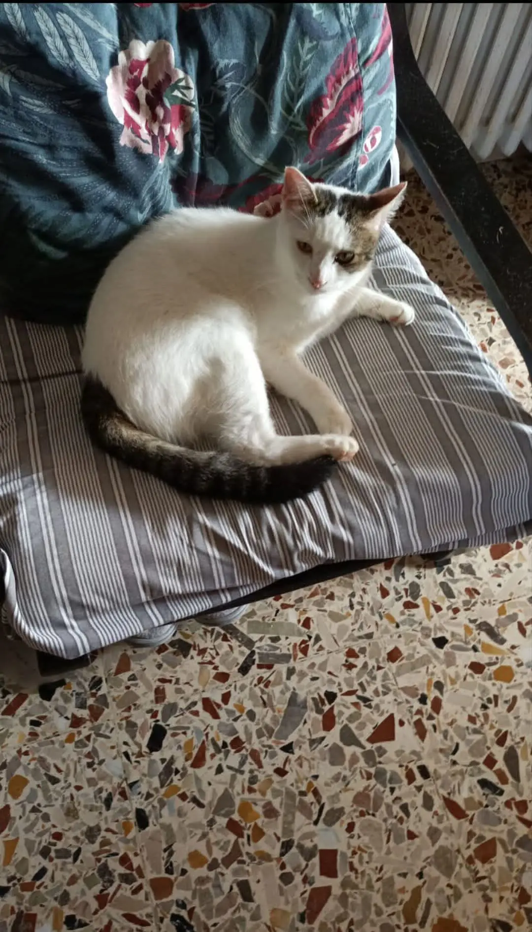 gatto lost   06081 Assise Fiocco