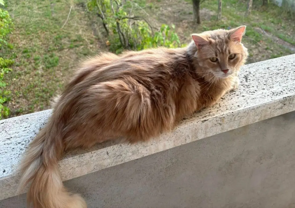 gatto lost   06063 Magione Leo