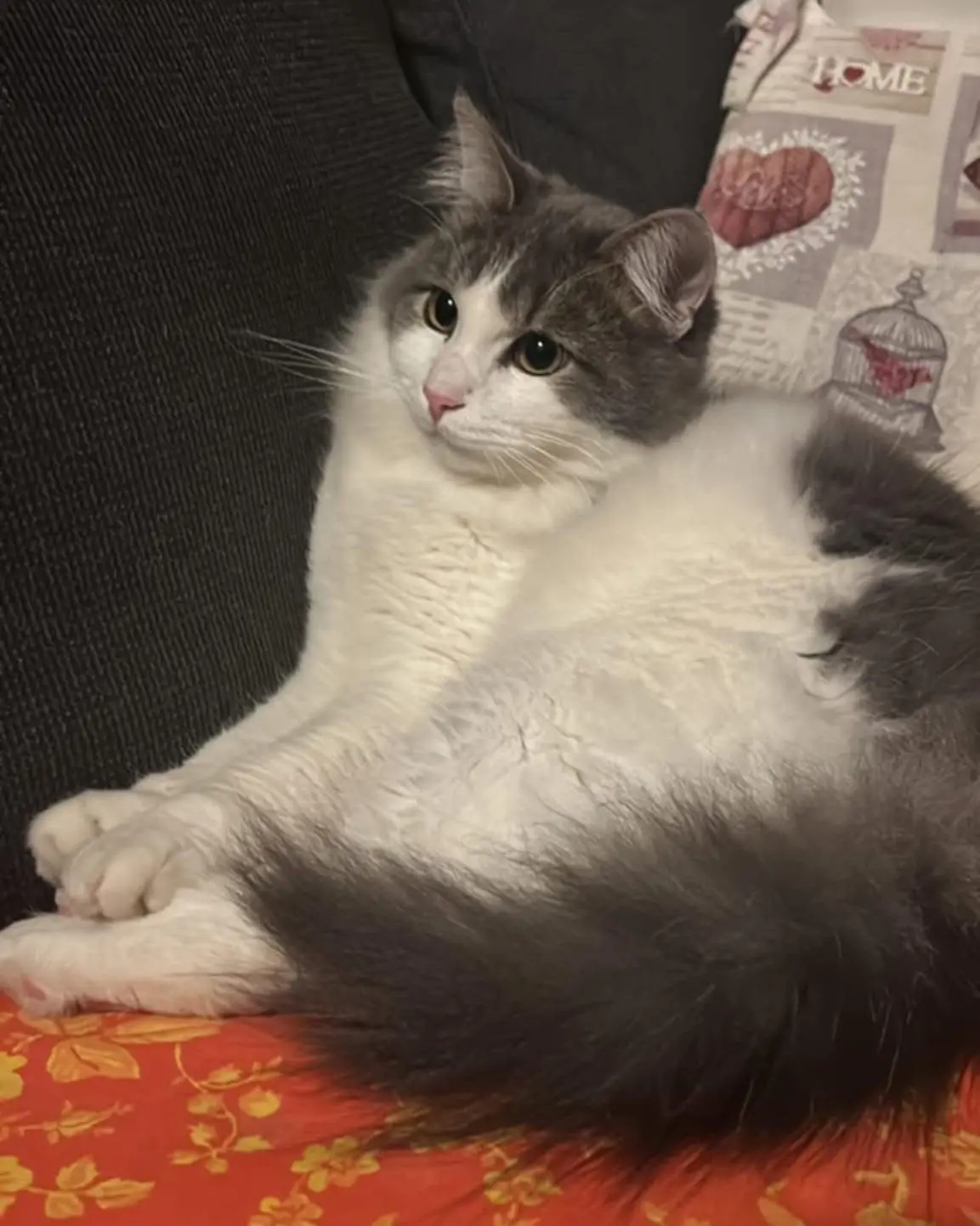 gatto lost   06034 Foligno Martedì