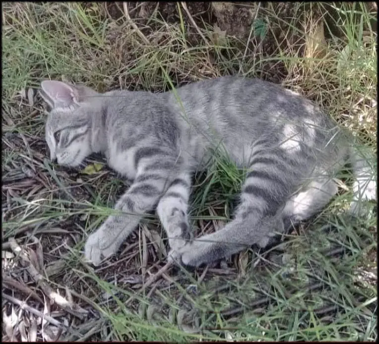 gatto lost   06055 Marsciano Mimmo