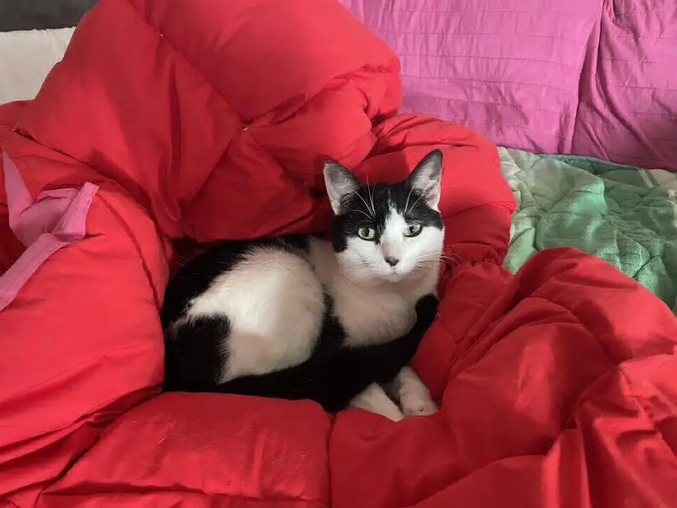 gatto lost   06083 Bastia Umbra Olaf