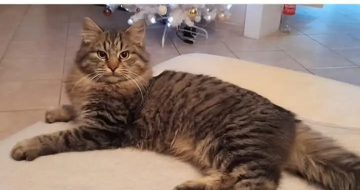 gatto lost   06036 Montefalco Oscar