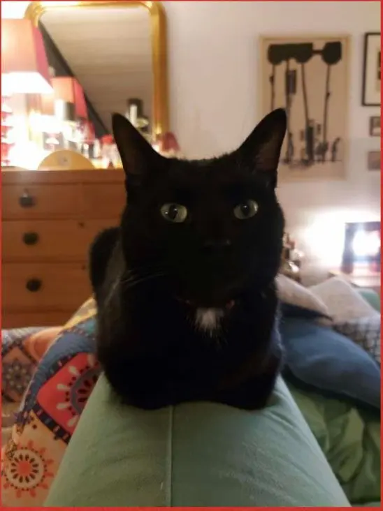 gatto lost   06065 Passignano sul Trasimeno Oscar