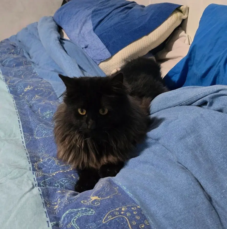 gatto lost   06083 Bastia Umbra Pippi