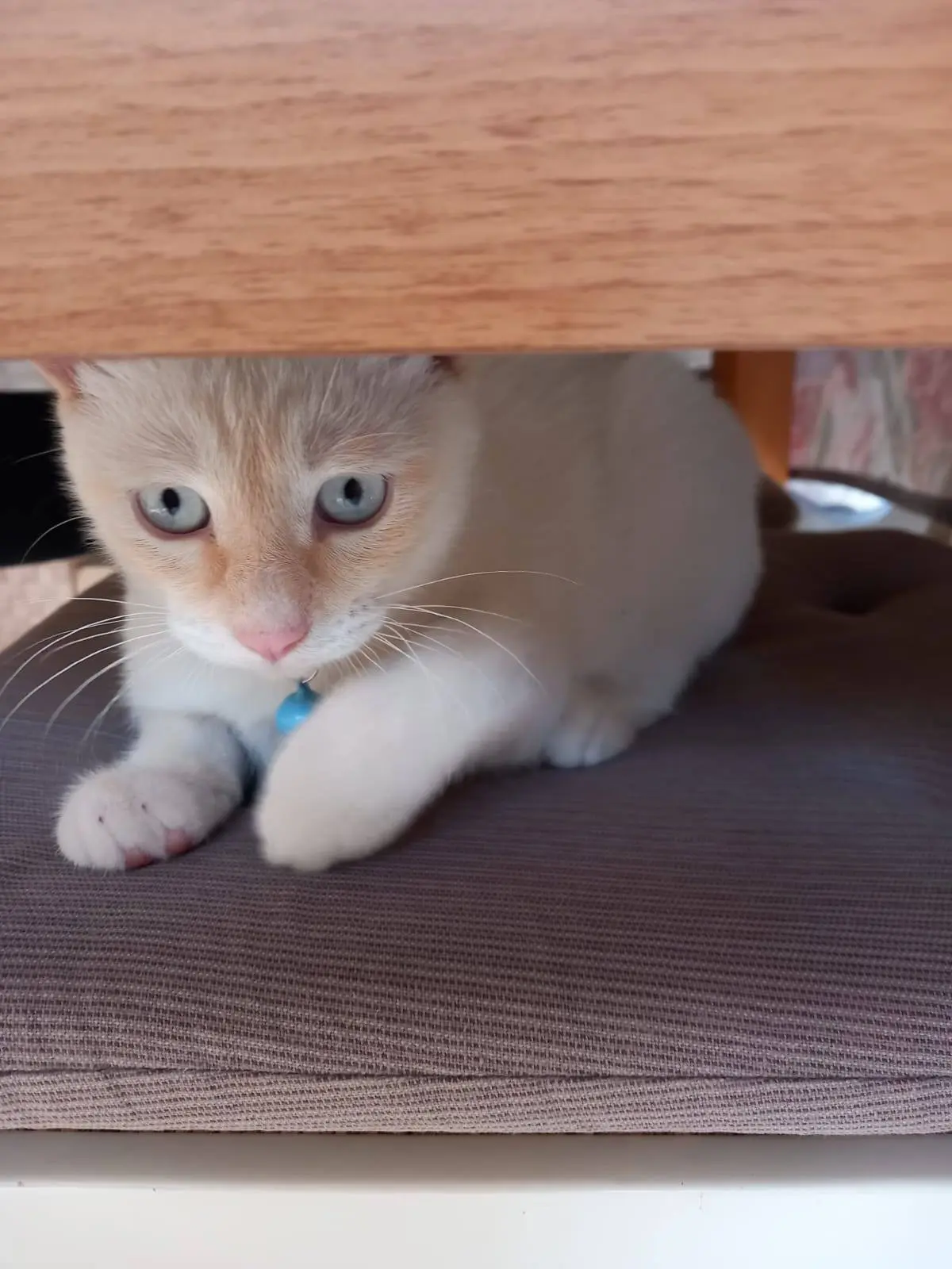 gatto lost    Pérouse Birba