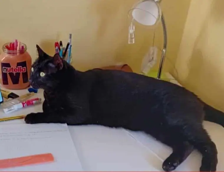 gatto lost    Pérouse Charlie