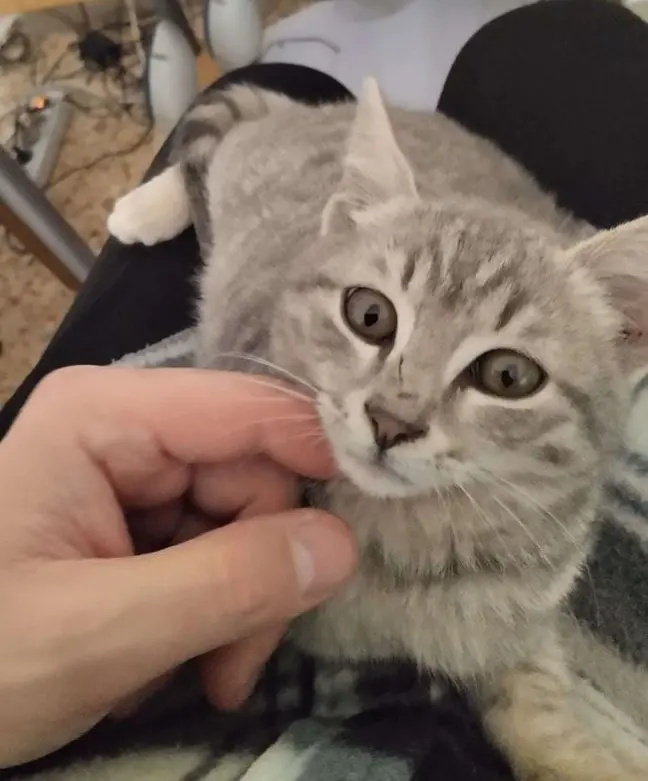 gatto lost    Pérouse Dargi