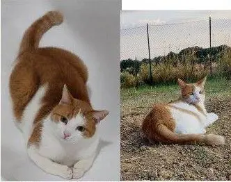 gatto lost    Pérouse Doyle