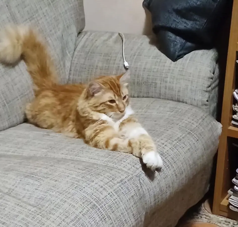 gatto lost    Pérouse Furi