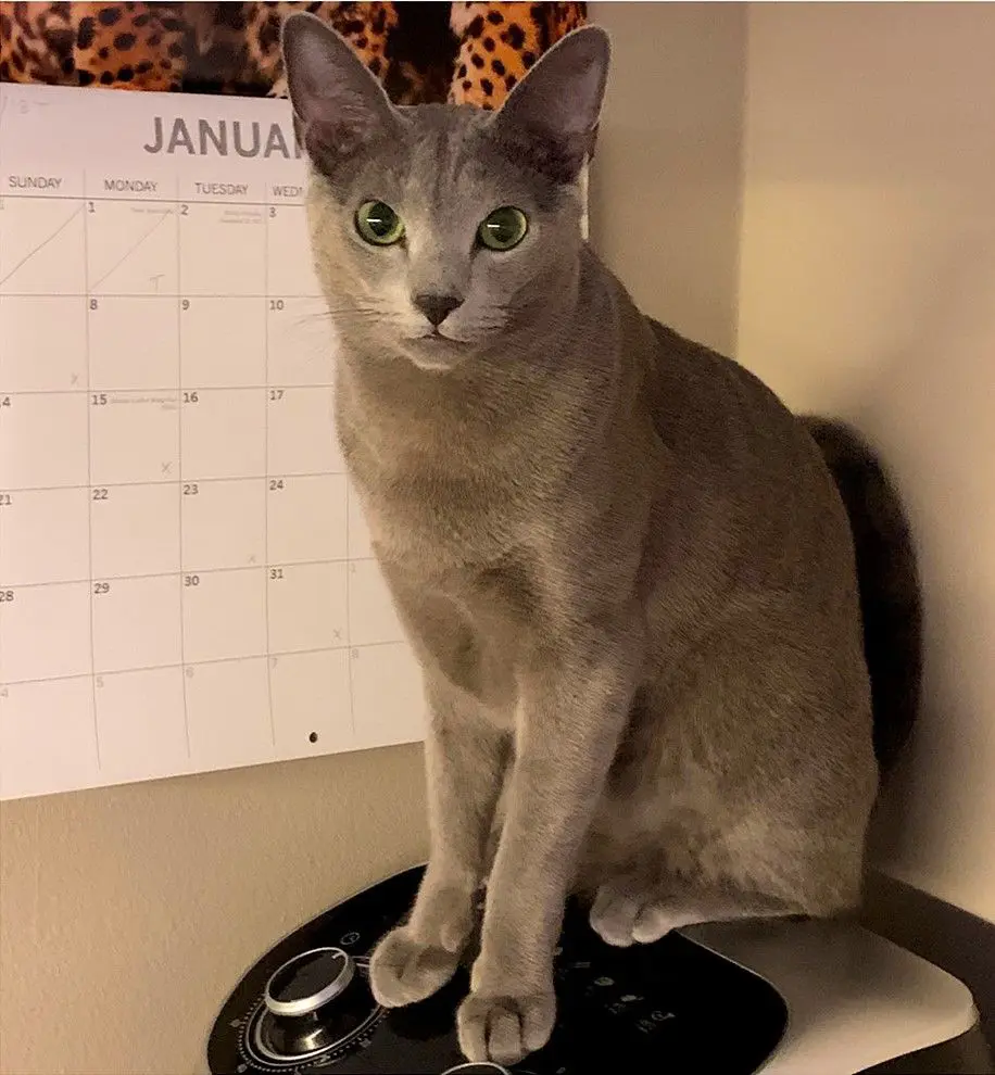 gatto lost    Pérouse Gigio