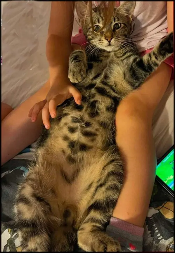 gatto lost    Pérouse Maverick