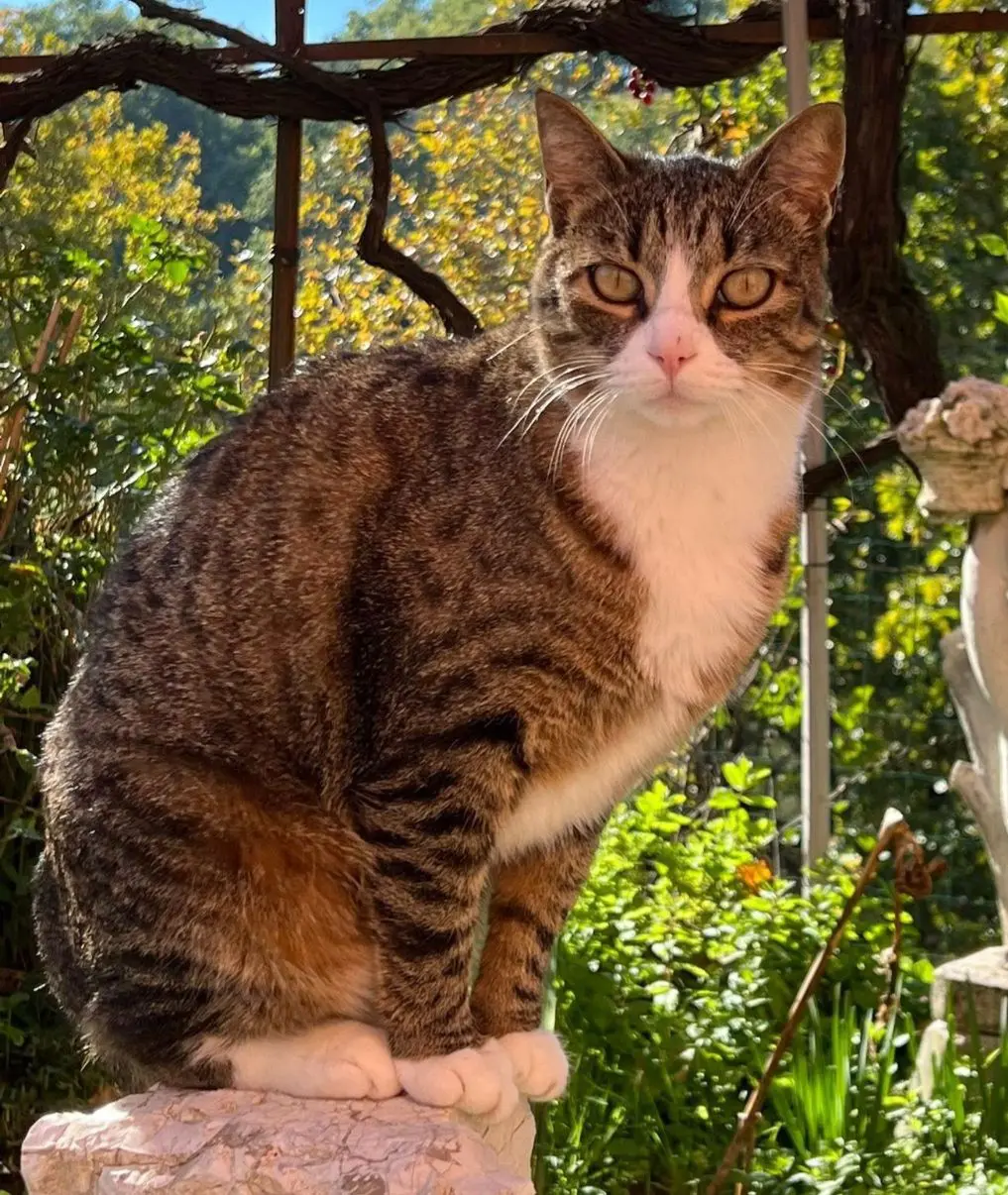 gatto lost    Pérouse Miró