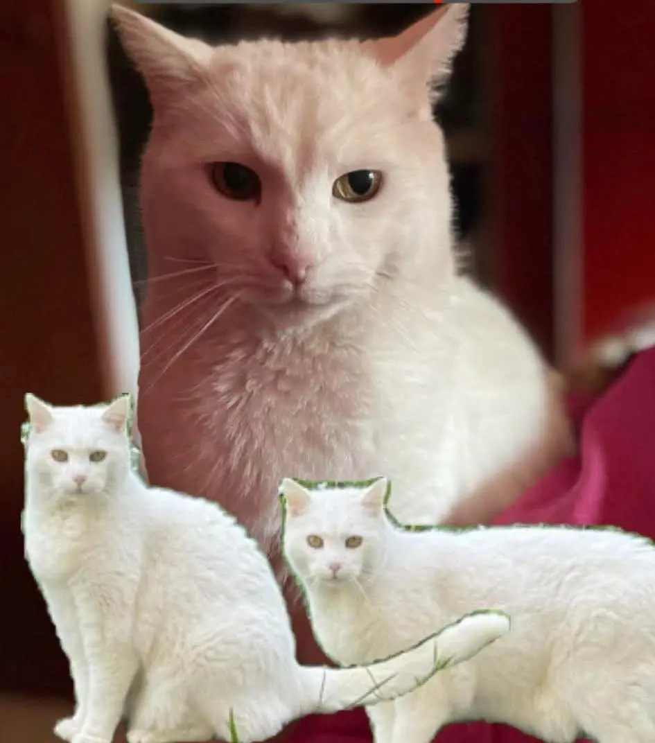 gatto lost    Pérouse Misha