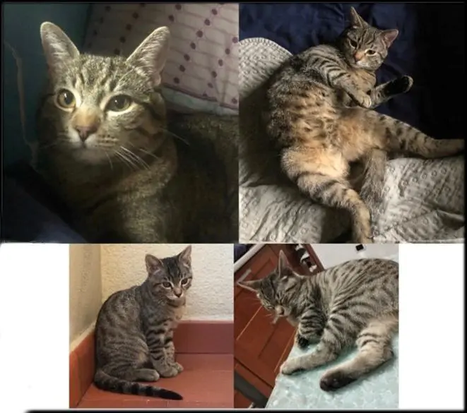 gatto lost    Pérouse Oscar