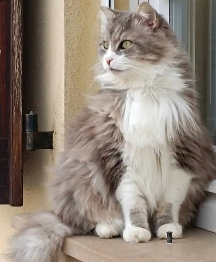 gatto lost    Pérouse Picio