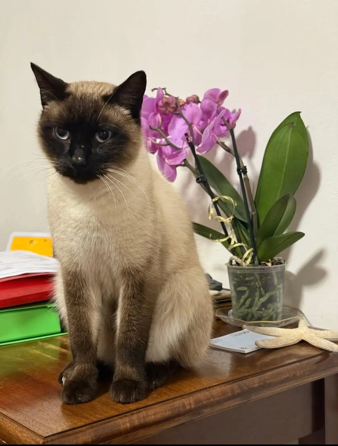 gatto lost    Pérouse Raffaello