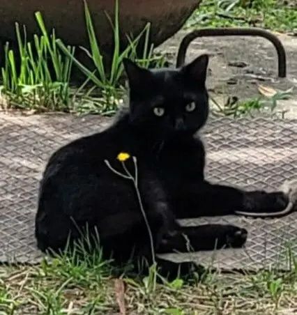 gatto lost    Pérouse Romeo