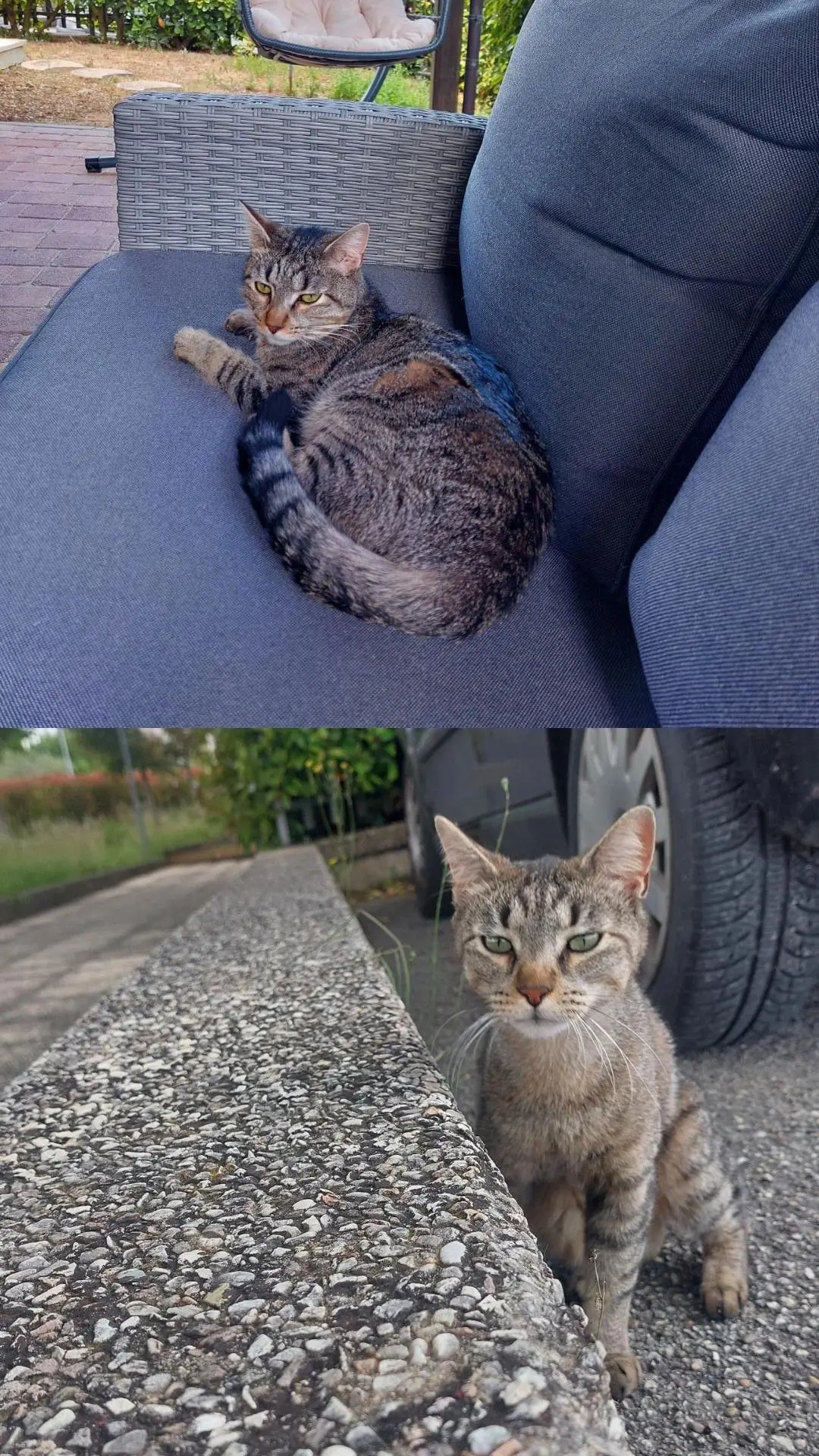 gatto lost    Pérouse Tom