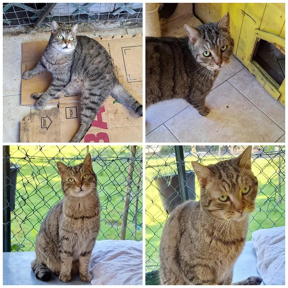 gatto lost   06089 Torgiano Tommi