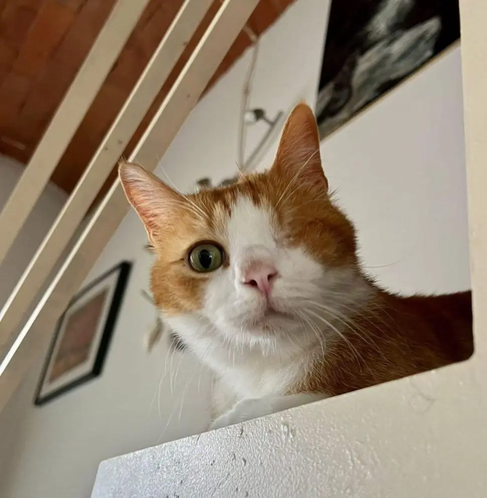 gatto lost    Cascina Clementino