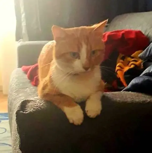 gatto lost    San Giuliano Terme Isodoro