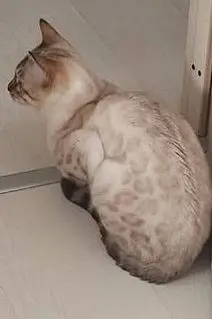 gatto lost    Cascina Molière