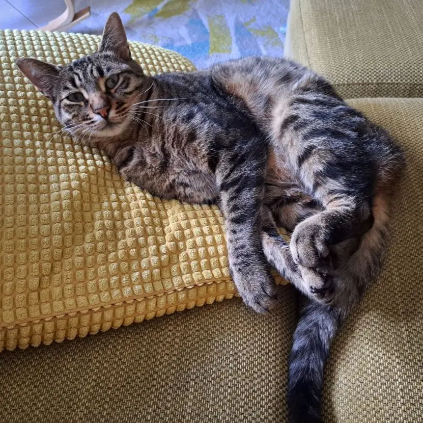 gatto lost   56019 Vecchiano Orion