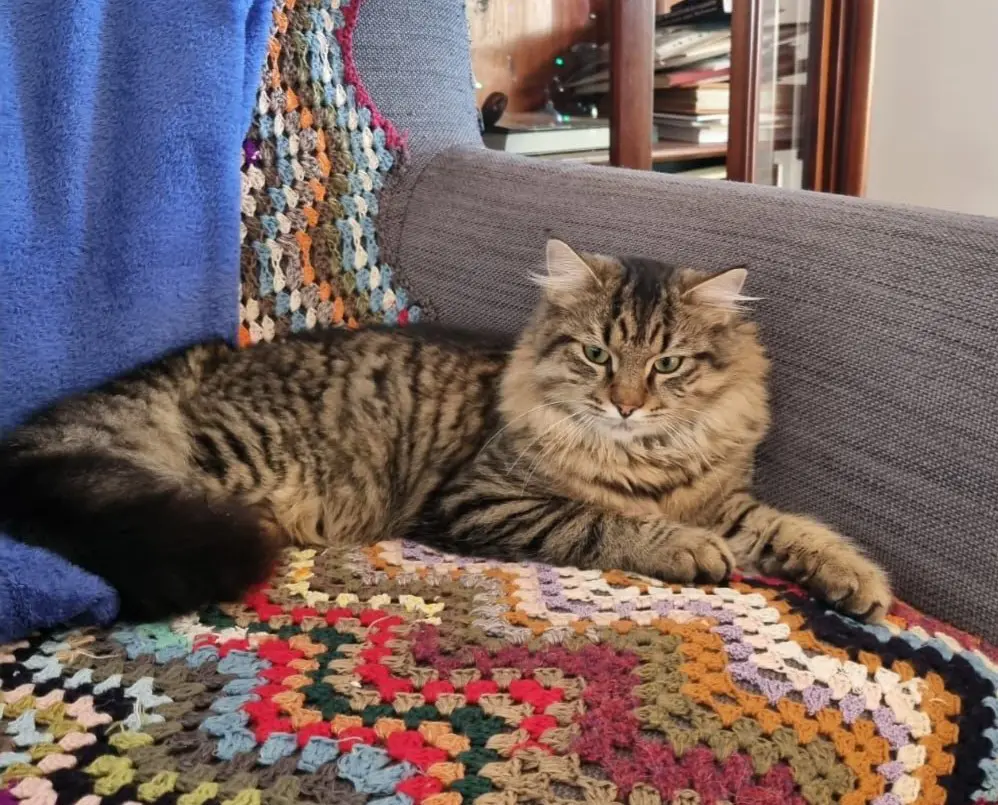 gatto lost    Pise Pinot