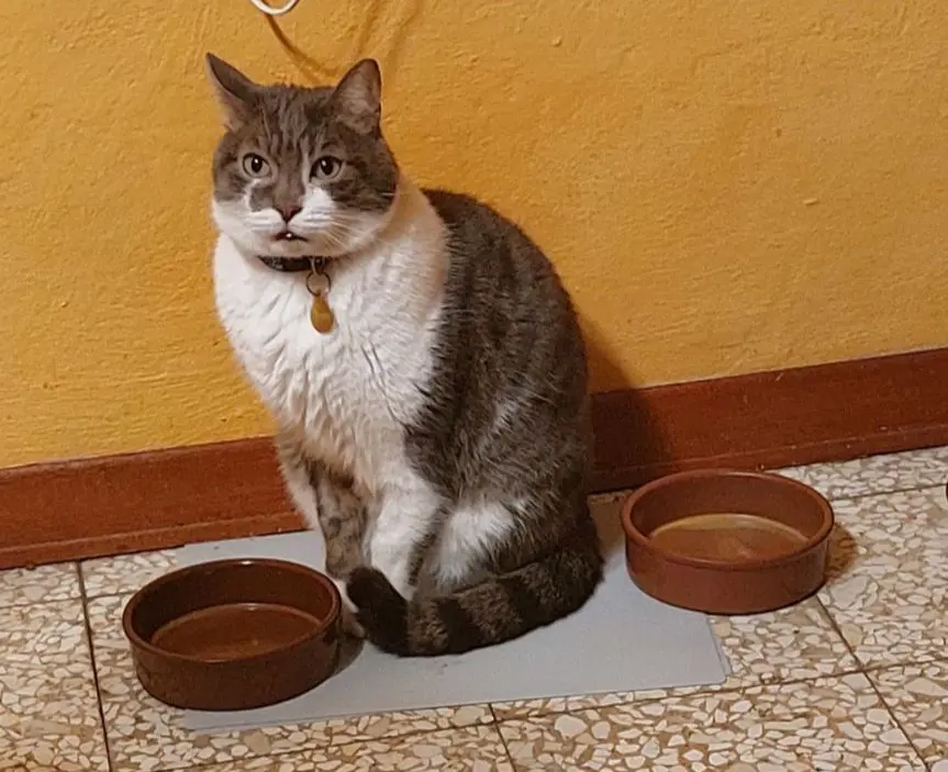 gatto lost    Pise Ulisse