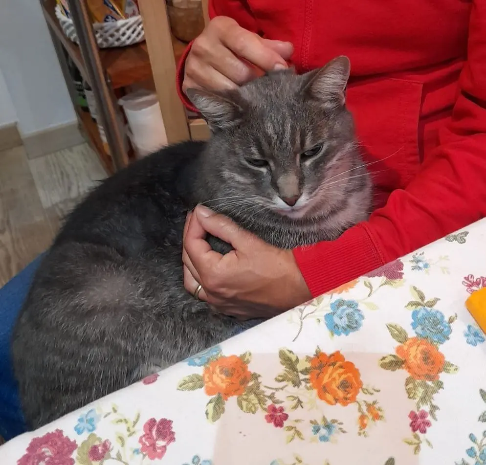 gatto lost   33094 Pinzano al Tagliamento / Pinçan Birba