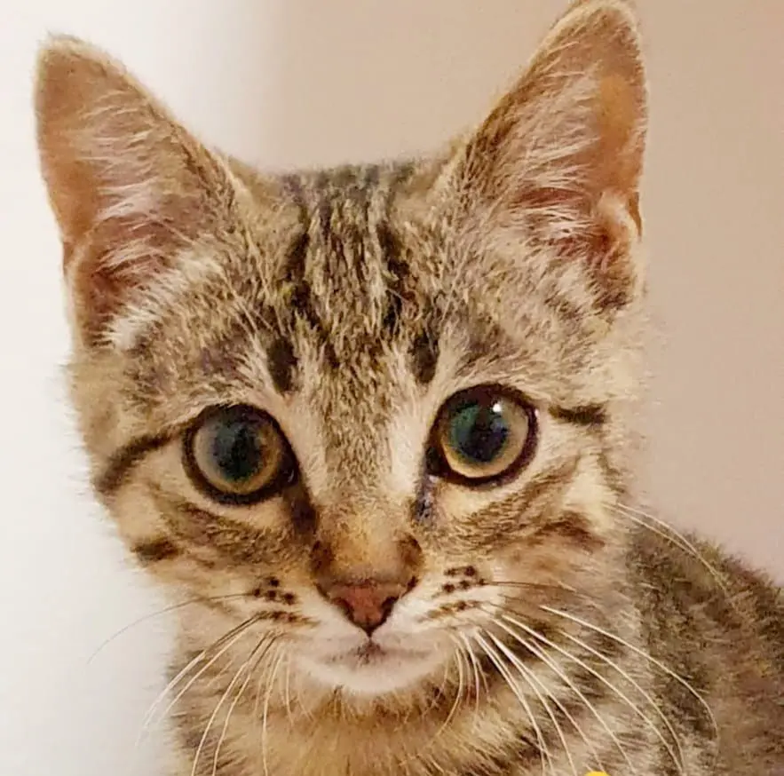 gatto lost   33084 Cordenons Leo