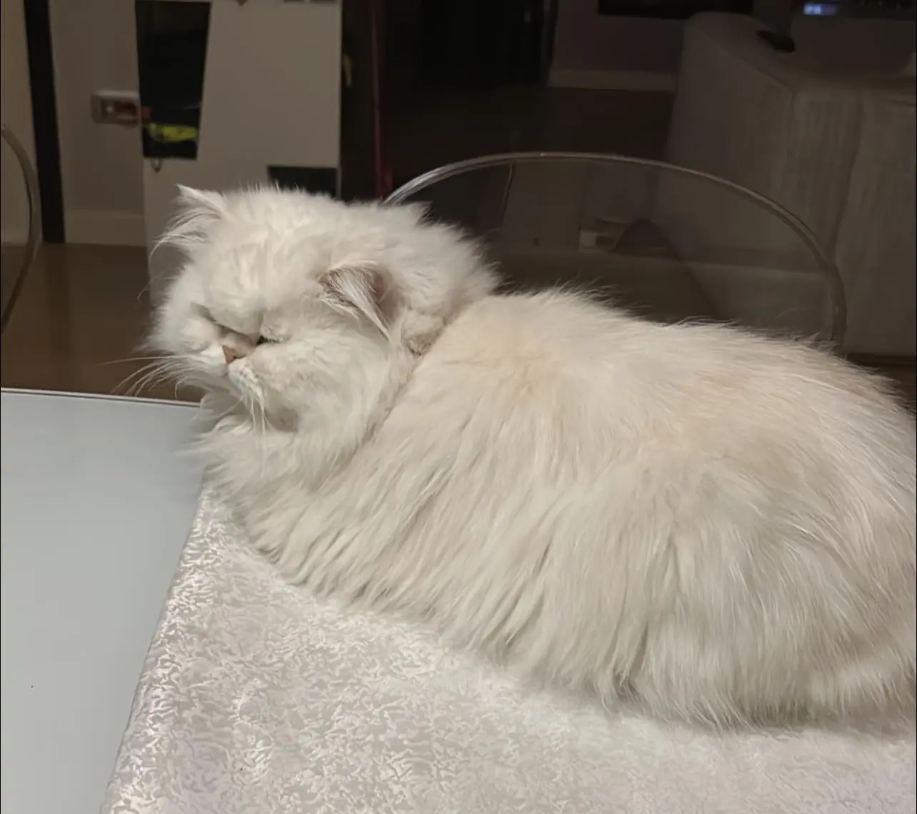 gatto lost   33074 Fontanafredda / Fontanefrede Fiocco